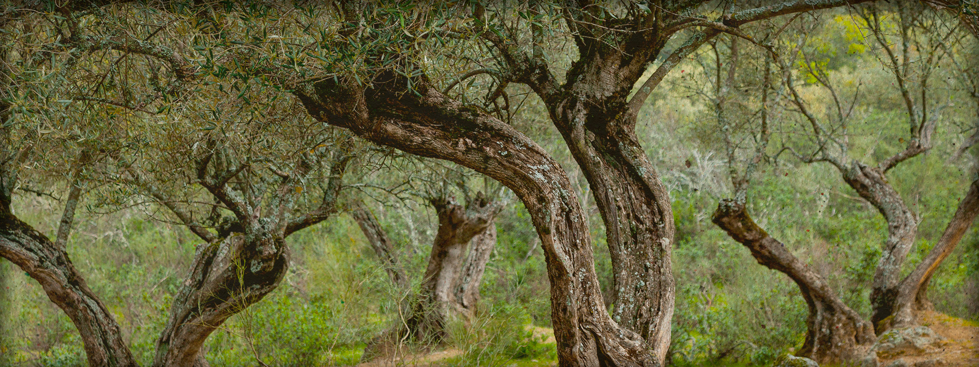 Olivos centenarios del olivar de la Cooperativa San Roque