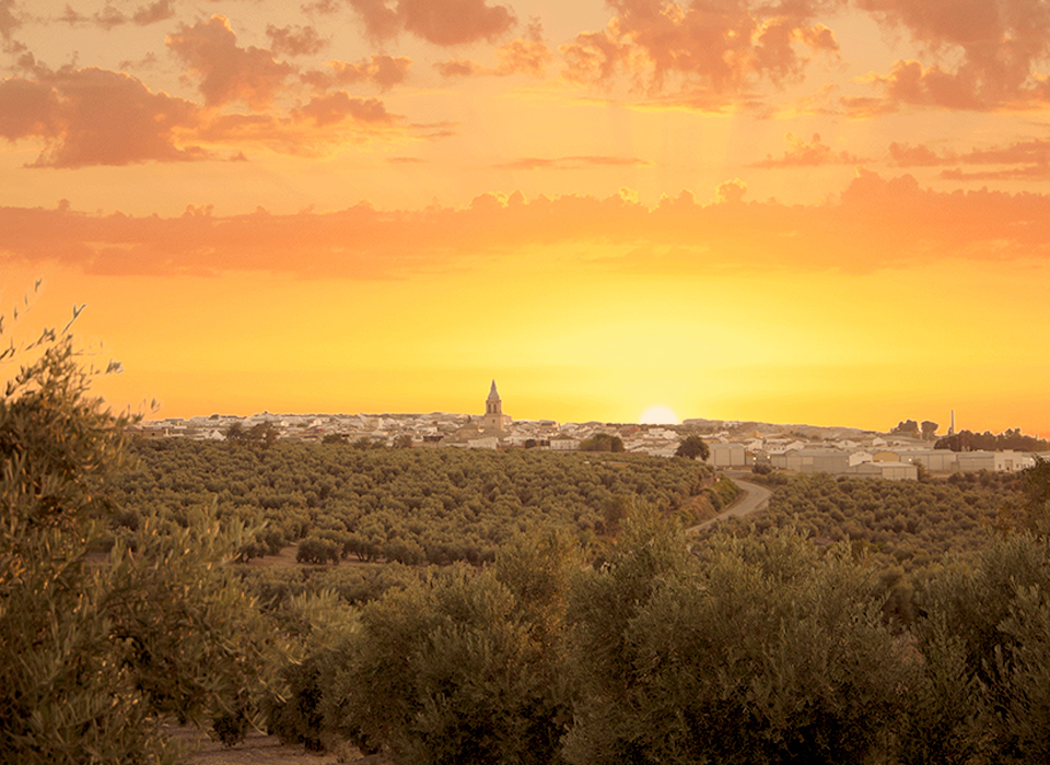 Atardecer dorado sobre el olivar y Arjonilla