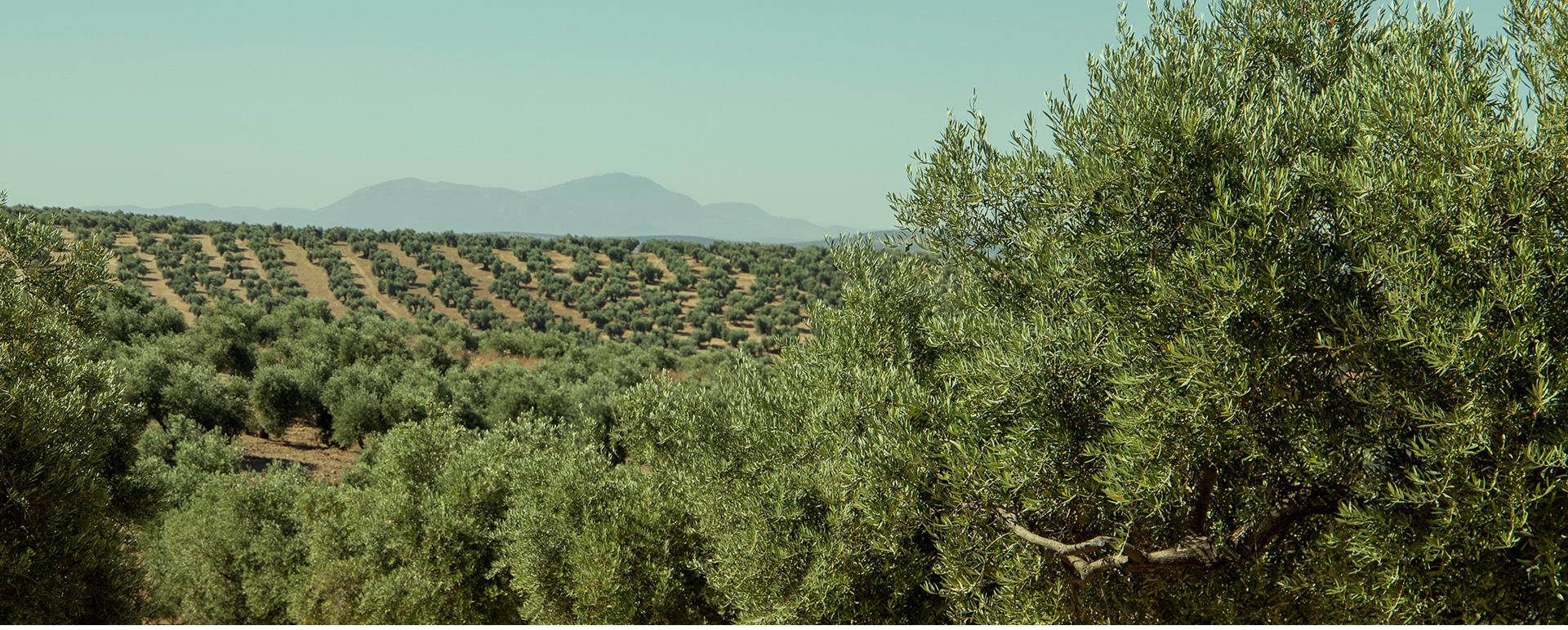Paisaje del olivar de Arjonilla con sierras al fondo