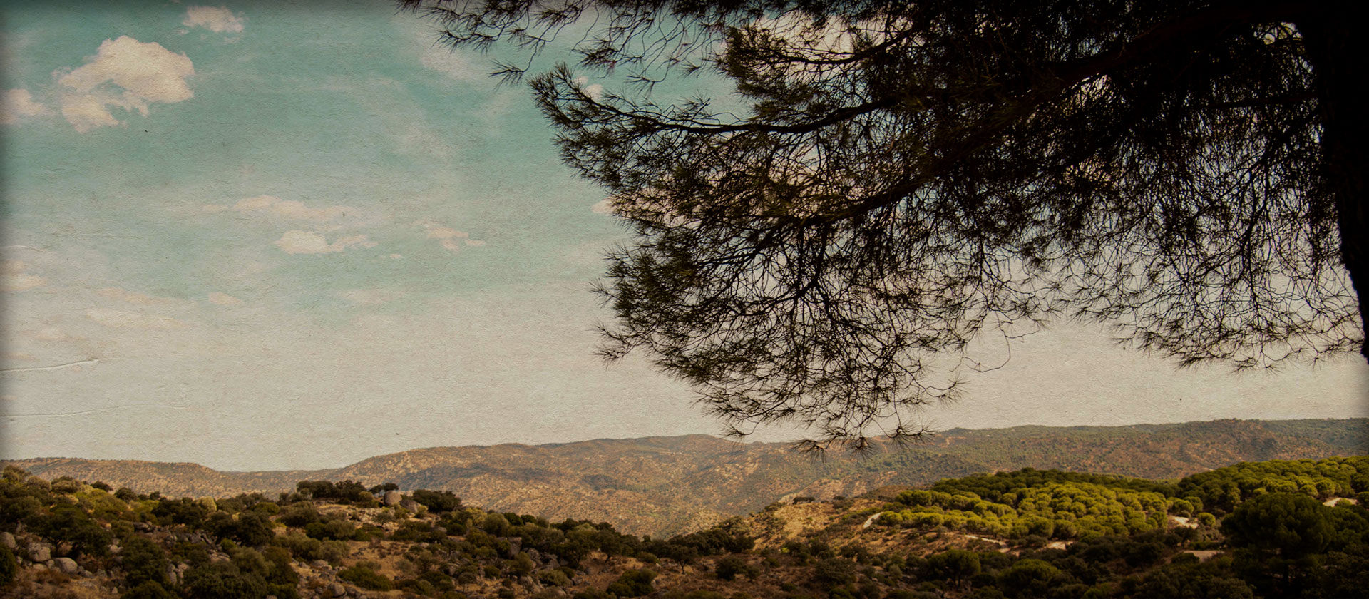 Paisaje ondulado con pinos